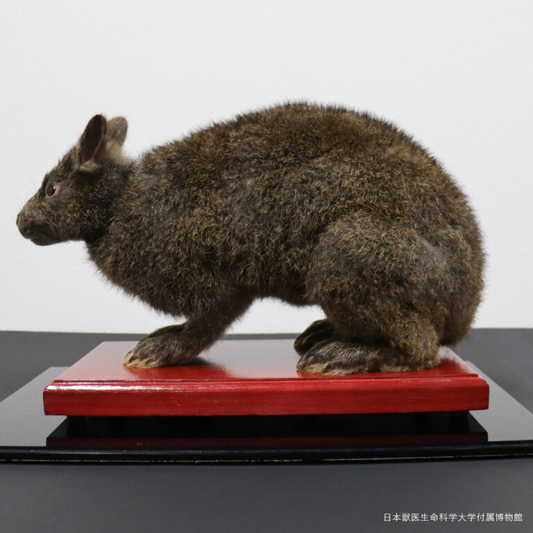 日本獣医生命科学大学付属博物館 特別展「NVLU奄美プロジェクト -研究・保全・そして未来-」開催中