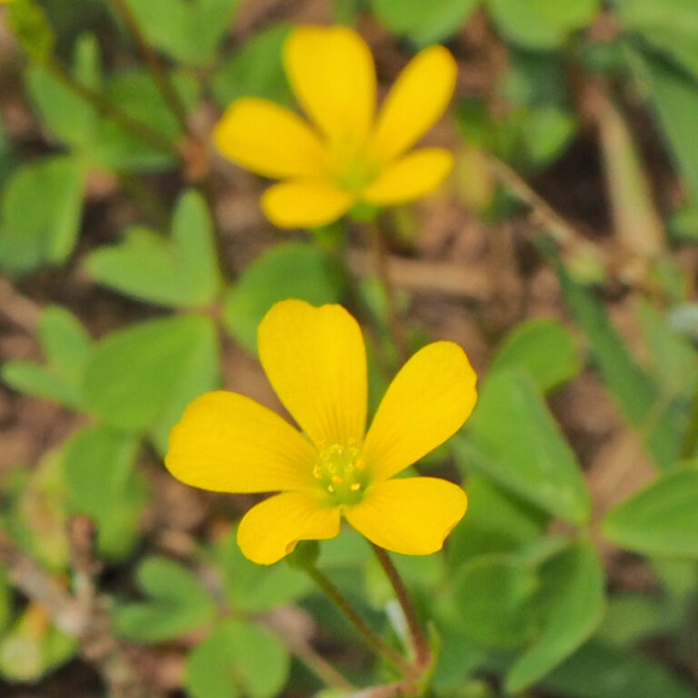 パルテノン多摩植物特別講演「身近な植物カタバミから眺める生き物のつながり－形態変異・繁殖干渉・共生－」