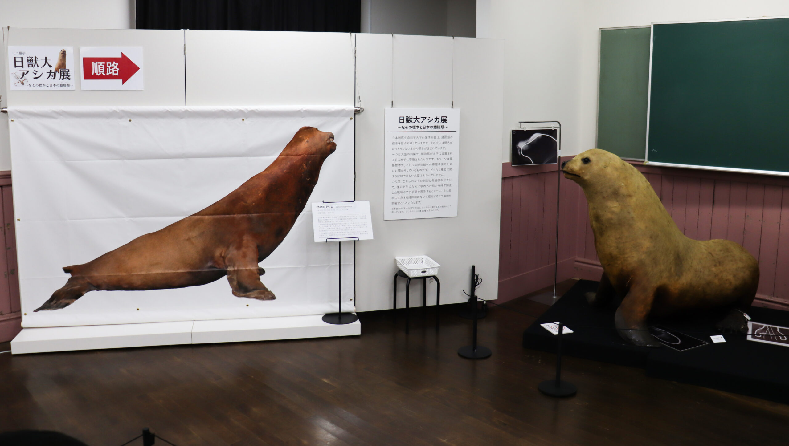 日獣大アシカ展